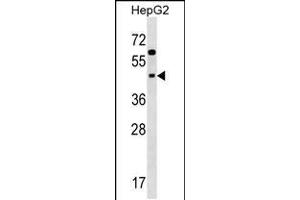 Western blot analysis in HepG2 cell line lysates (35ug/lane). (SIGLEC9 抗体  (N-Term))
