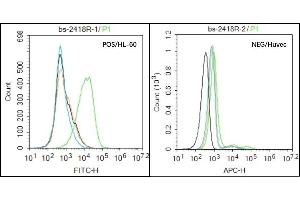 HL-60 (Positive) and huvec (Negative control) cells (black) were incubated in 5% BSA blocking buffer for 30 min at room temperature. (NCR3 抗体  (AA 81-180))