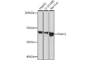 Western blot analysis of extracts of various cell lines, using F Rabbit mAb (ABIN1682600, ABIN3018533, ABIN3018534 and ABIN7101623) at 1:1000 dilution. (FAAH 抗体)