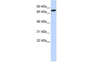 Western Blotting (WB) image for anti-delta-Like 1 (DLL1) antibody (ABIN2459034) (DLL1 抗体)