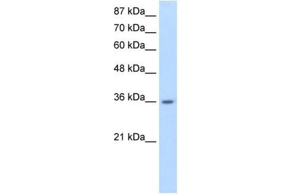 HNRNPA1L2 抗体  (N-Term)