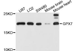 Western blot analysis of extracts of various cell lines, using GPX7 antibody (ABIN1875741) at 1:1000 dilution. (Glutathione Peroxidase 7 抗体)