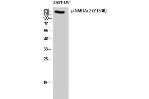 Western Blotting (WB) image for anti-NMDA epsilon 2 (pTyr1336) antibody (ABIN3173327) (NMDA epsilon 2 (pTyr1336) 抗体)