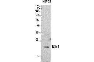 Western Blot (WB) analysis of HepG2 cells using IL-1F8 Polyclonal Antibody. (FIL1h 抗体  (Internal Region))