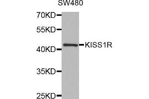 Western blot analysis of extracts of SW480 cells, using KISS1R antibody (ABIN5971525) at 1:350 dilution. (KISS1R 抗体)