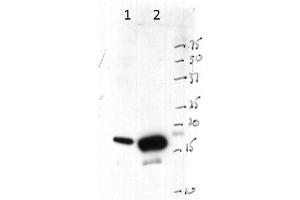 Western Blot of Rabbit anti-Histone 3 antibody. (Histone 3 抗体  (C-Term))