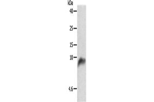 Western Blotting (WB) image for anti-Cytochrome C Oxidase Subunit VIIb (COX7B) antibody (ABIN2427628) (COX7B 抗体)