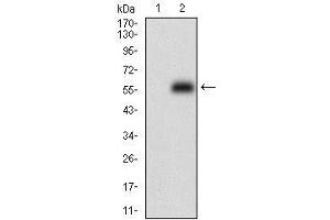 Western blot analysis using PPP1R1B mAb against HEK293 (1) and PPP1R1B (AA: 95-204)-hIgGFc transfected HEK293 (2) cell lysate. (DARPP32 抗体  (AA 95-204))