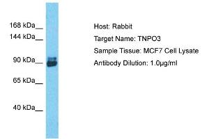 Host: Rabbit Target Name: TNPO3 Sample Tissue: Human MCF7 Whole Cell Antibody Dilution: 1ug/ml (Transportin 3 抗体  (C-Term))