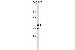 Western blot analysis in MCF-7 cell line lysates (35ug/lane). (CCBE1 抗体  (AA 163-191))