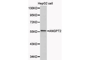 Western Blotting (WB) image for anti-Angiopoietin 2 (ANGPT2) antibody (ABIN1870971) (Angiopoietin 2 抗体)