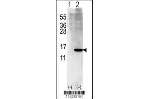 Western blot analysis of ISG15 using rabbit polyclonal ISG15 Antibody (Center R87) using 293 cell lysates (2 ug/lane) either nontransfected (Lane 1) or transiently transfected with ISG15 gene (Lane 2). (ISG15 抗体  (AA 72-99))