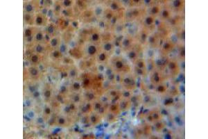 IHC-P analysis of liver tissue, with DAB staining. (GLN1 抗体  (AA 1-373))