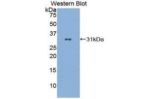Western Blotting (WB) image for anti-CD86 (CD86) (AA 46-282) antibody (ABIN1859589) (CD86 抗体  (AA 46-282))
