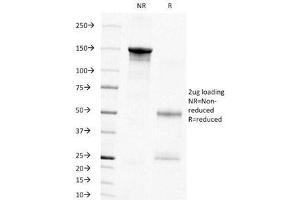 SDS-PAGE Analysis of Purified, BSA-Free PCNA Antibody (clone PC10). (PCNA 抗体)