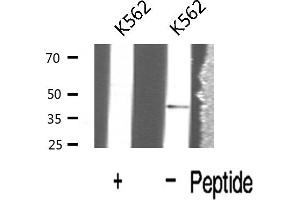 Western blot analysis of Interleukin 12B expression in K562 cells (IL12B 抗体  (C-Term))