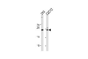 Western blot analysis in 293,mouse C2C12 cell line lysates (35ug/lane). (UBE2K 抗体  (AA 109-139))