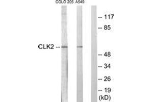 Western Blotting (WB) image for anti-CDC-Like Kinase 2 (CLK2) (AA 1-50) antibody (ABIN2889493) (CLK2 抗体  (AA 1-50))