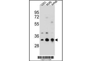 Western blot analysis in U251,A549,Jurkat cell line lysates (35ug/lane). (Tropomyosin 4 抗体  (N-Term))