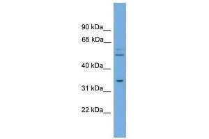 TOMM34 antibody used at 0. (TOMM34 抗体  (N-Term))