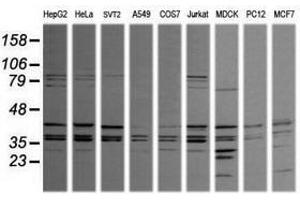 Image no. 1 for anti-Mitogen-Activated Protein Kinase 9 (MAPK9) antibody (ABIN1498930) (JNK2 抗体)