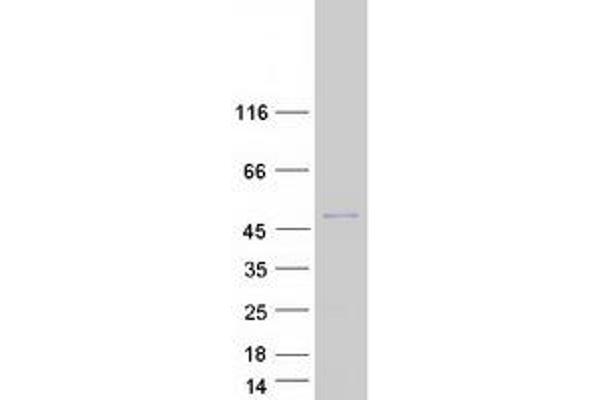 Dermokine Protein (DMKN) (Transcript Variant 3) (Myc-DYKDDDDK Tag)