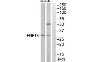 Western blot analysis of extracts from Jurkat cells and HepG2 cells, using FGF13 antibody. (FGF13 抗体  (Internal Region))