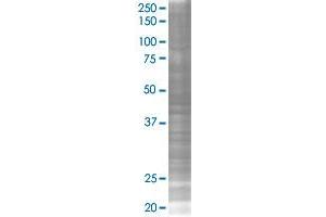 TAF7 transfected lysate. (TAF7 293T Cell Transient Overexpression Lysate(Denatured))