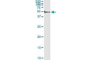 Immunoprecipitation of CYP3A4 transfected lysate using rabbit polyclonal anti-CYP3A4 and Protein A Magnetic Bead (CYP3A4 (人) IP-WB Antibody Pair)