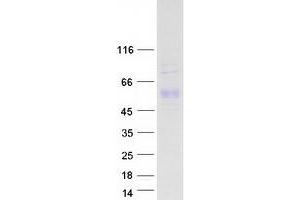 Validation with Western Blot (Factor VII Protein (Transcript Variant 2) (Myc-DYKDDDDK Tag))