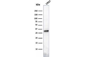 Western Blot Analysis of U937 cell lysate using Prolactin Mouse Monoclonal Antibody (PRL/2641). (Prolactin 抗体  (AA 63-201))