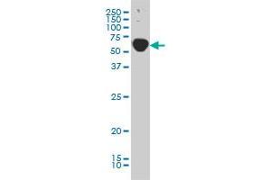 TRAF3IP2 monoclonal antibody (M01), clone 4A3 Western Blot analysis of TRAF3IP2 expression in Hela S3 NE . (TRAF3IP2 抗体  (AA 451-565))