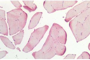 Immunohistochemistry analysis using Rabbit Anti-HSP27 Polyclonal Antibody (ABIN2484345). (HSP27 抗体  (Atto 390))