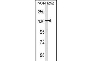 SI Antibody (C-term) (ABIN1537659 and ABIN2848642) western blot analysis in NCI- cell line lysates (35 μg/lane). (SIPA1 抗体  (C-Term))