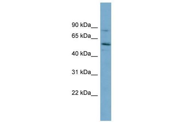 Syntrophin gamma 1 抗体  (Middle Region)