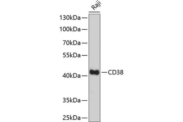 CD38 抗体  (AA 46-300)