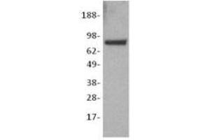 Image no. 1 for anti-Catenin (Cadherin-Associated Protein), beta 1, 88kDa (CTNNB1) antibody (ABIN475344) (CTNNB1 抗体)