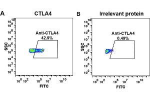 cell line transfected with irrelevant protein (B)  and human C (A)  were surface stained with anti-C neutralizing antibody 1 μg/mL (ipilimumab) followed by Alexa 488-conjugated anti-human IgG secondary antibody. (Recombinant CTLA-4 (Ipilimumab Biosimilar) 抗体)