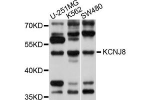 Western blot analysis of extracts of various cell lines, using KCNJ8 antibody (ABIN5998036) at 1/1000 dilution. (KCNJ8 抗体)