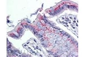 Immunohistochemistry analysis of human colon tissue stained with ERp57, pAb at 10 μg/mL. (PDIA3 抗体)