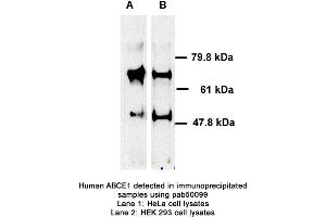 Image no. 1 for anti-ATP-Binding Cassette, Sub-Family E (OABP), Member 1 (ABCE1) (AA 1-119) antibody (ABIN363408) (ABCE1 抗体  (AA 1-119))