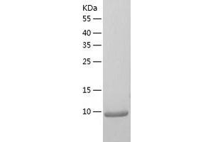 CCL3 Protein (AA 23-92) (His tag)