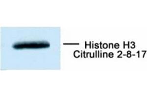 Western Blotting (WB) image for anti-Histone 3 (H3) (ciArg2) antibody (ABIN1107556) (Histone 3 抗体  (ciArg2))