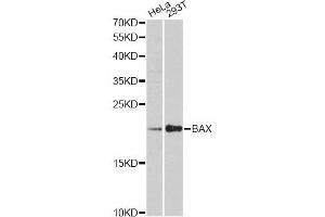 Western blot analysis of extracts of various cell lines, using BAX antibody (ABIN5997286) at 1:3000 dilution. (BAX 抗体)