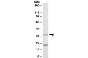 Western blot testing of human tonsil lysate with ALP antibody at 0. (PLAP 抗体)