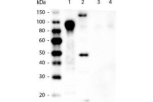 Western Blot of Mouse anti-6xHIS Tag Antibody. (His Tag 抗体  (DyLight 549))