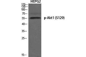 Western Blot (WB) analysis of specific cells using Phospho-Akt1 (S129) Polyclonal Antibody. (AKT1 抗体  (pSer129))