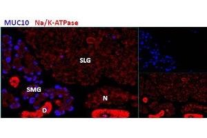 ABIN768578 (2. (PROL1 抗体  (Internal Region))