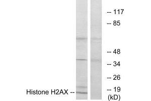 Western Blotting (WB) image for anti-H2A Histone Family, Member X (H2AFX) (C-Term) antibody (ABIN1849185) (H2AFX 抗体  (C-Term))