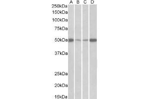 ABIN2562359 (0. (EEF1A2 抗体  (Internal Region))